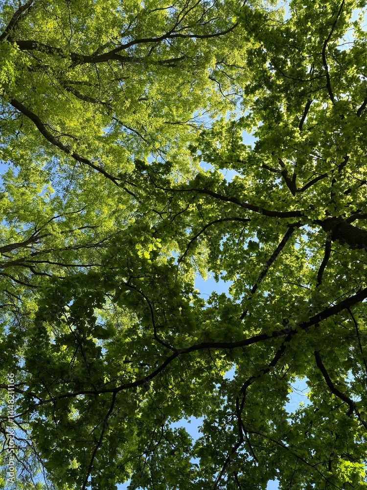 Fototapeta premium trees in the forest