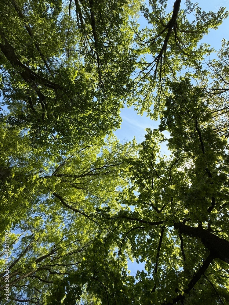 Fototapeta premium trees and sky