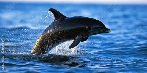 photo of porpoise 