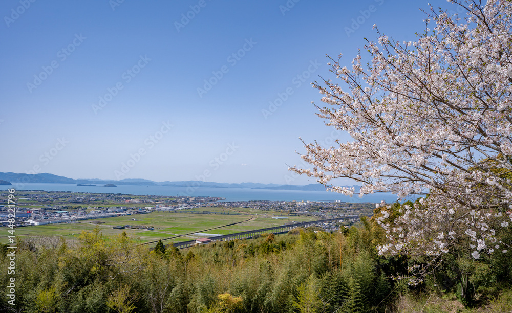 東光山公園の桜と出水市の街並み 東光山公園の桜と出水市の街並み