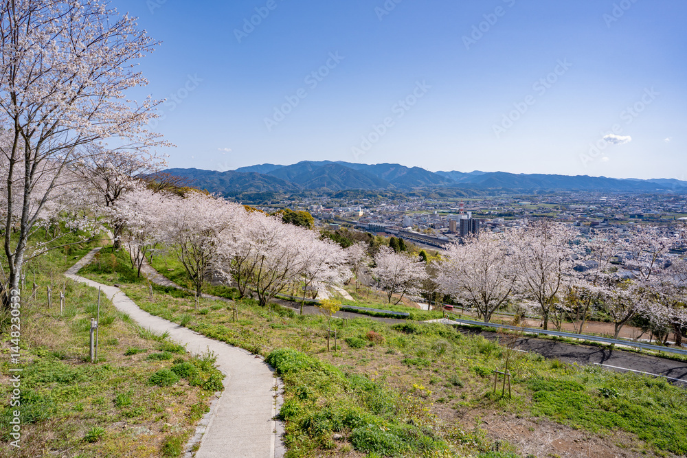 Fototapeta premium 東光山公園の桜と出水市の街並み