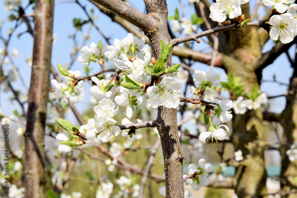 Spring background. Blooming apple tree Spring background. Blooming apple tree
