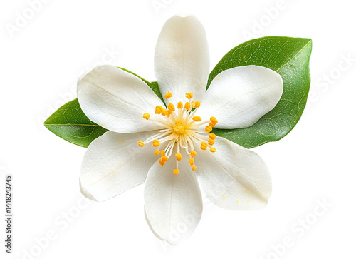 Neroli blossom Citrus