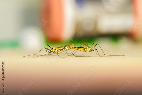 Side view of crane flies mating on a flat indoor surface, macro shot