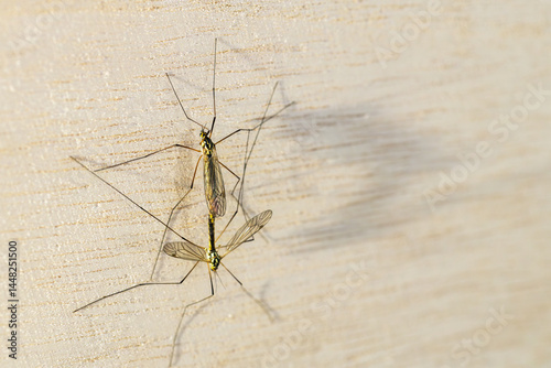 Crane flies mating on a wooden surface, close-up macro view