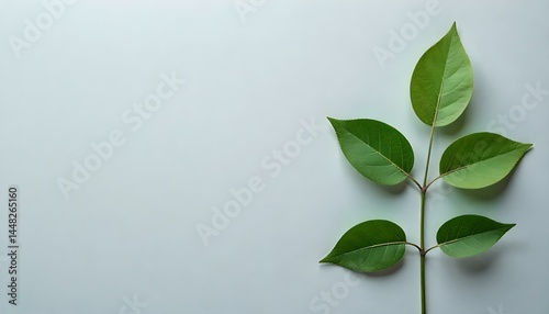top view of paper plant with leaves on grey background
