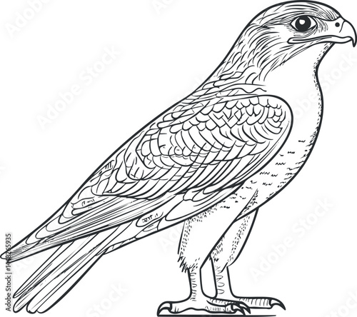 Detailed black and white line drawing of a falcon bird standing in profile with intricate feather patterns.