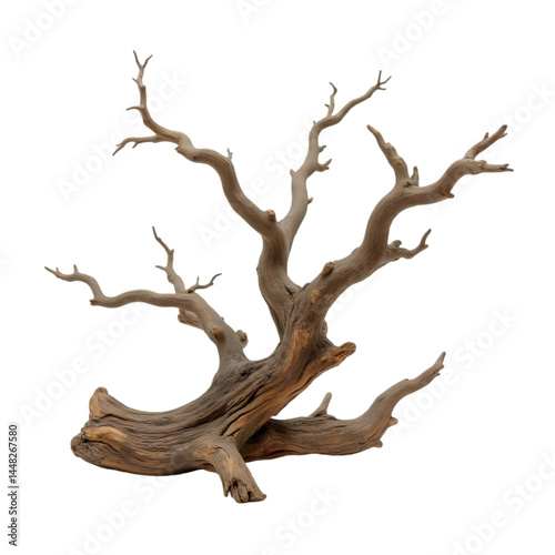 dead tree isolated on white