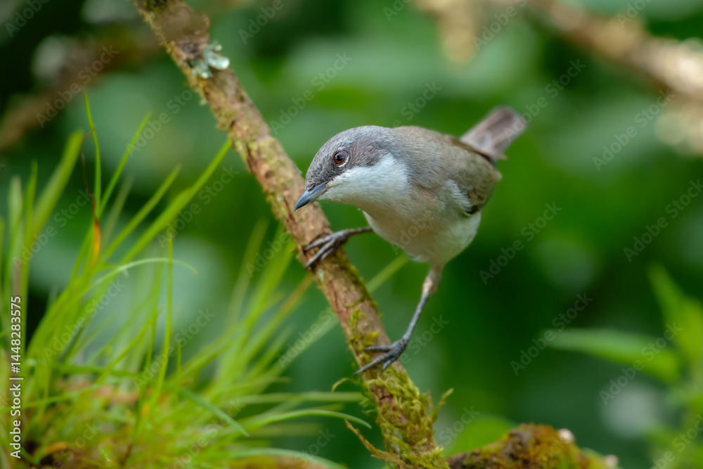 Fototapeta premium The lesser whitethroat (Curruca curruca) is a common and widespread typical warbler which breeds in temperate Europe.