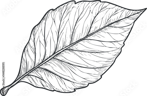 Detailed black and white line drawing of a single leaf showing veins and natural texture