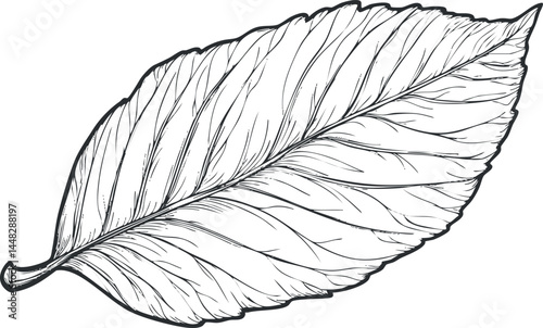 Detailed black and white line drawing of a single leaf showing veins and texture isolated on white background
