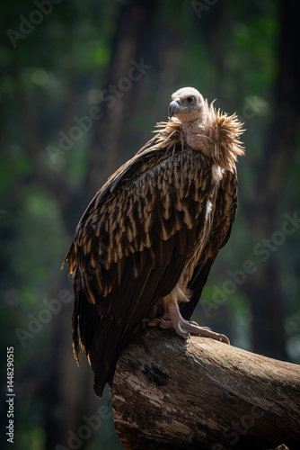 Majestic Vulture Perched in Natural Habitat Closeup Wildlife Portrait