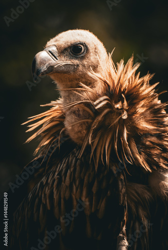 Majestic Vulture Perched in Natural Habitat Closeup Wildlife Portrait