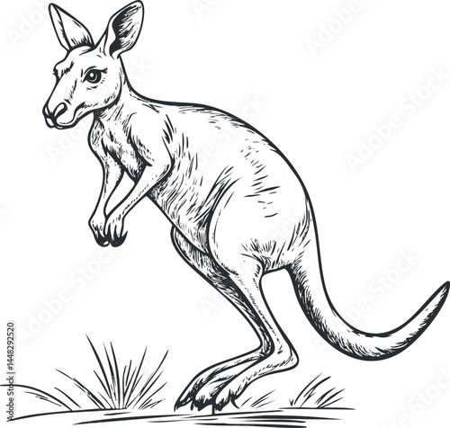 Black and white sketch illustration of a kangaroo standing on grass in natural environment