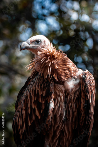 Majestic Vulture Perched in Natural Habitat Closeup Wildlife Portrait