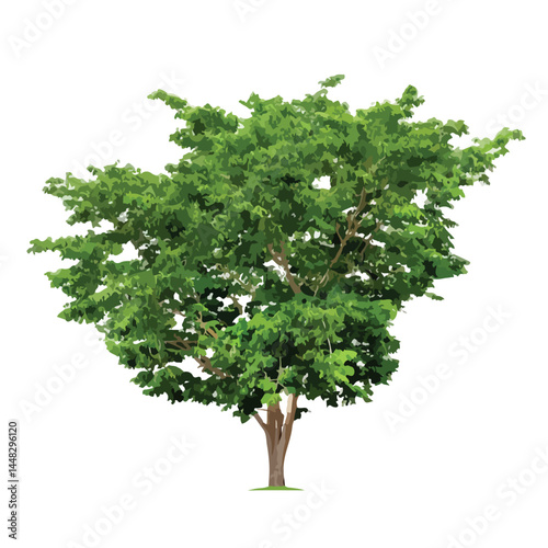 Vector watercolor green tree or forest side view isolated on white background for landscape and architecture drawing,elements for environment or and garden,Shrub for section