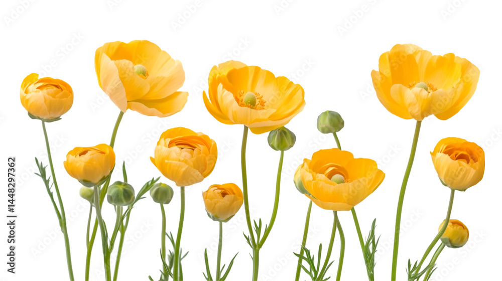 Obraz premium Yellow Ranunculus Flowers Bouquet Nature Beauty Spring Bloom