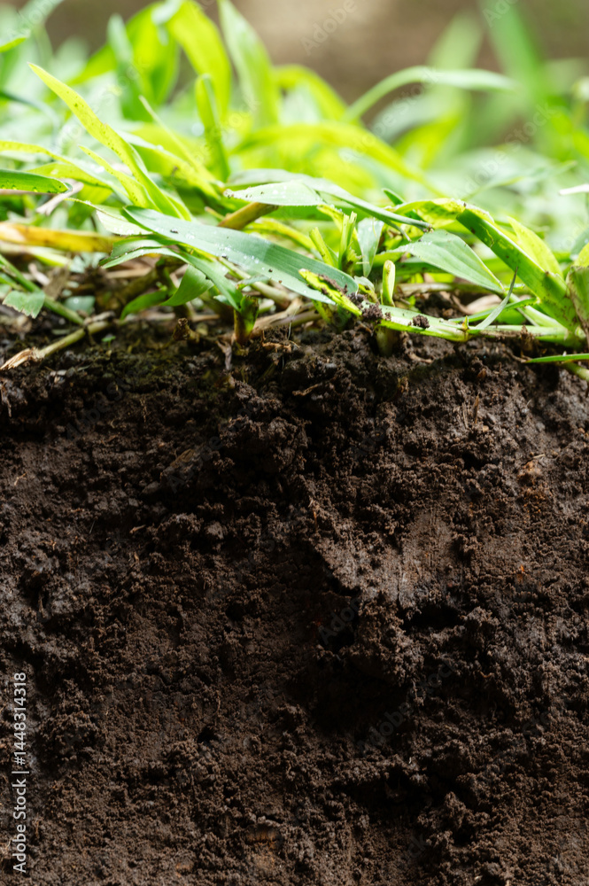 Soil with grass cut