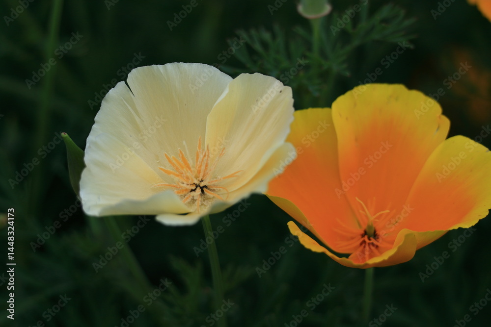 Fototapeta premium 一面の花畑