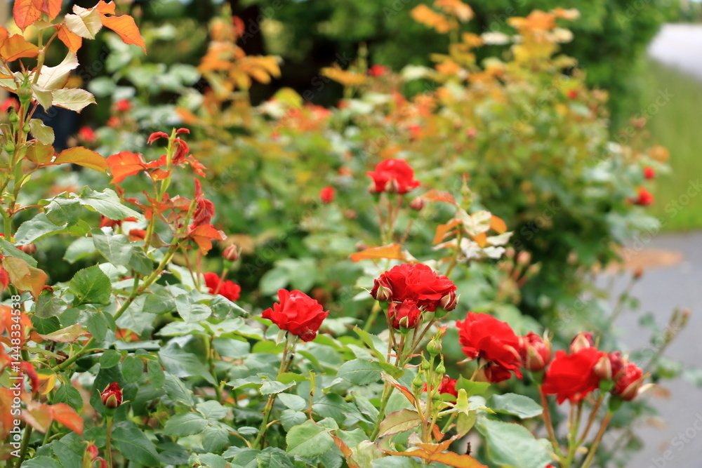 red roses blooming in the garden red roses blooming in the garden