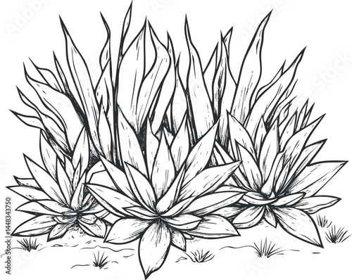 Black and white sketch illustration of agave succulent plants with sharp leaves in desert environment