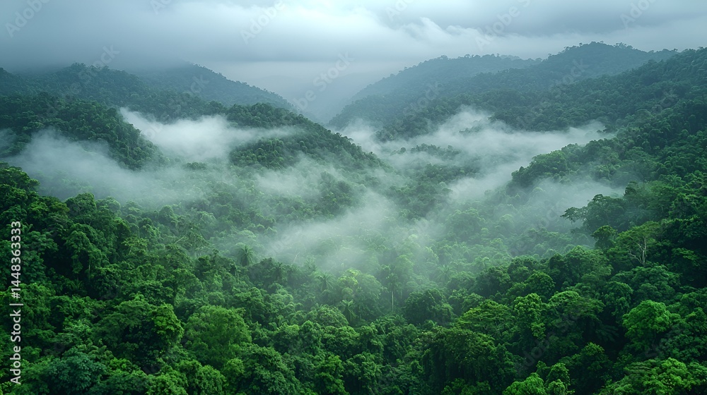 Obraz premium Misty mountain rainforest landscape.