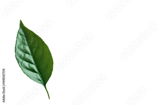 Isolated Single Green Leaf