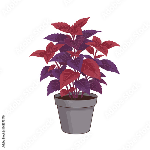 Simple vector illustration of a coleus plant with vibrant red and purple leaves in a gray pot, isolated on white background; concept for interior design, landscaping, and gardening projects