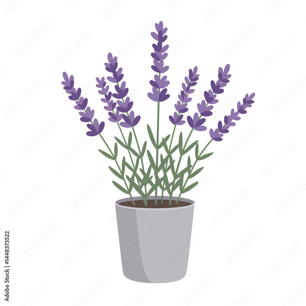 Fototapeta premium Simple vector illustration of blooming lavender in a gray pot on white background, concept for interior design and garden elements