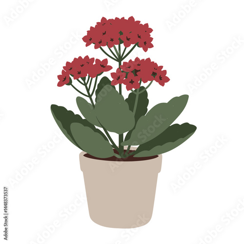 Simple vector illustration of a kalanchoe blossfeldiana in a pot with small red flowers, isolated on white background; concept for interior design, landscaping, and gardening projects