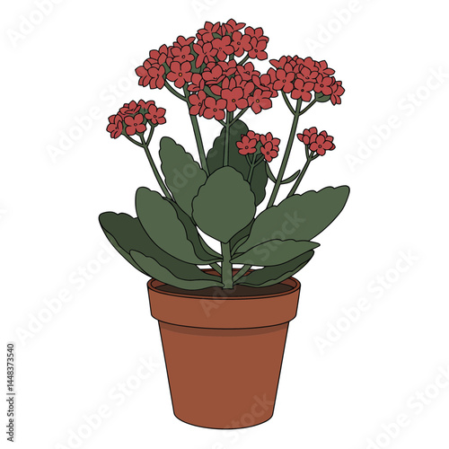 Simple vector illustration of Kalanchoe blossfeldiana with small red flowers in a terracotta pot, isolated on white; concept for interior design, landscaping, and gardening projects