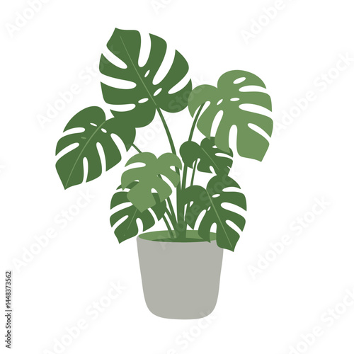 Simple vector illustration of a monstera deliciosa plant in a gray pot with large split leaves on a white background, concept for interior design, landscape design, and home decor