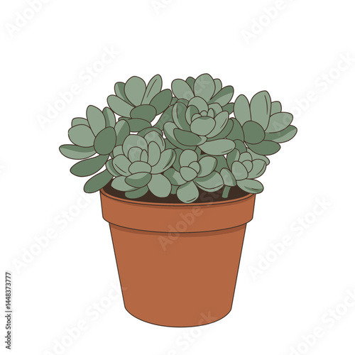 Simple vector illustration of a sedum plant with small fleshy leaves in a terracotta pot on white background, concept for interior design and garden elements