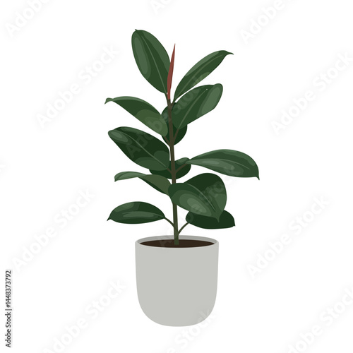 Simple vector illustration of a rubber plant in a modern gray pot, featuring glossy dark leaves on a white background, concept for interior design and home decor
