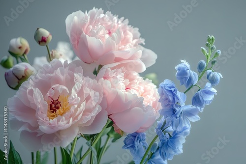 Fototapeta Naklejka Na Ścianę i Meble -  Delicate bouquet of pink peonies and blue delphiniums.