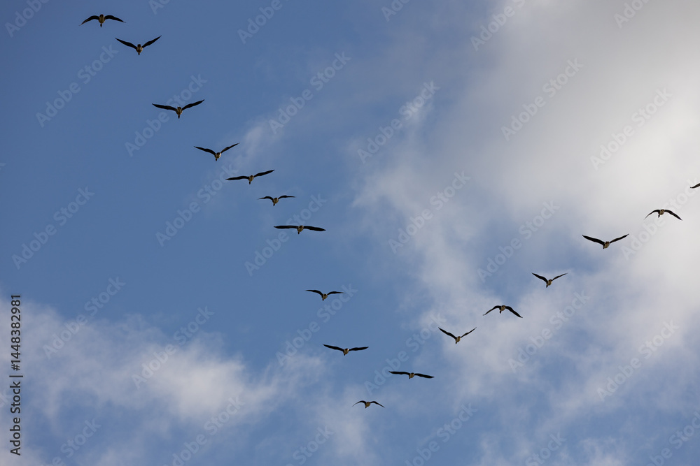 Obraz premium A flock of birds in a V-shape, soaring across a partly cloudy sky, symbolizing teamwork and seasonal migration.