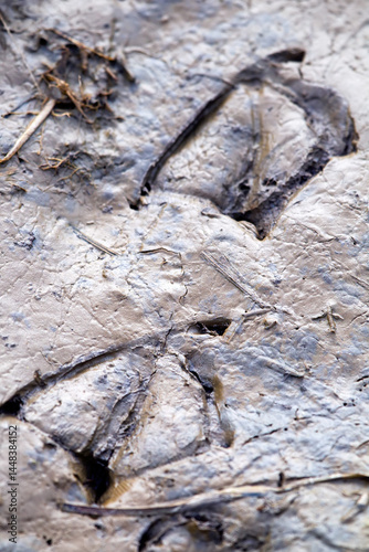 wild duck teal footprints on soft, fresh mud. The Northern Europe lowland moor
