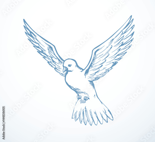 Vector drawing. Dove in the sky
