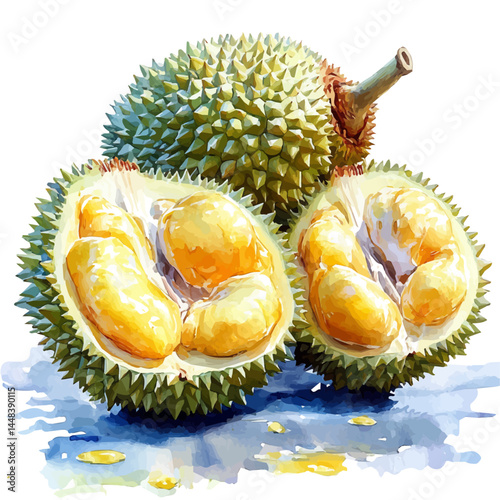 Durian Fruit With Open Spiky Husk, vector watercolor illustration, isolated on a white background.