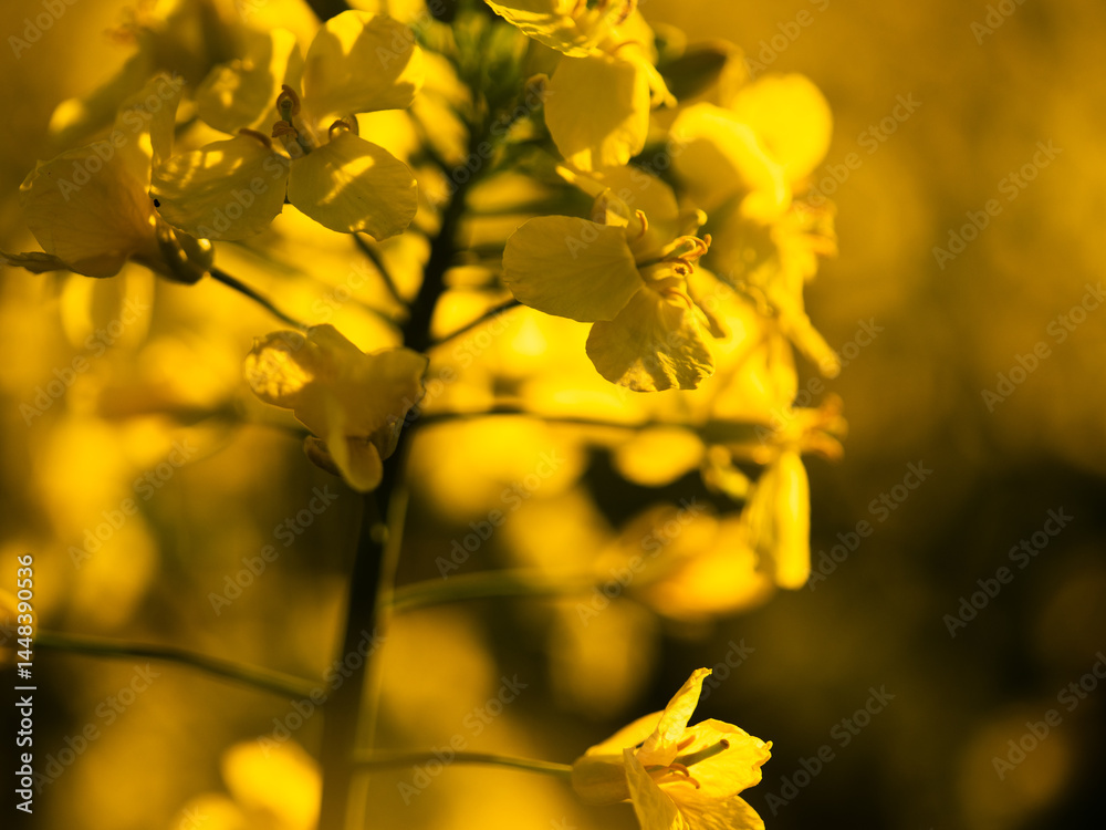 Obraz premium Rapeseed fields flowering spring time