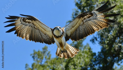 Osprey in flight, wings spread, clear sky, green trees background; wildlife nature photography