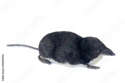 Eurasian water shrew (Neomys fodiens) greedy predator that eats more of its own weight, has teeth with saliva venenosa that paralyze even small size mammals, frog and preserves it for weeks photo