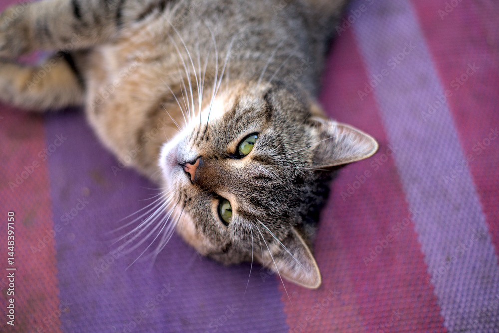 Tabby cat is lying and enjoying