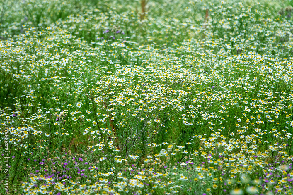 The chamomile aspect. Steppe in early summer with a predominance of flowering margaret herb and immortelle The chamomile aspect. Steppe in early summer with a predominance of flowering margaret herb and immortelle