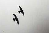 two birds flying in the sky with a cloudy sky
