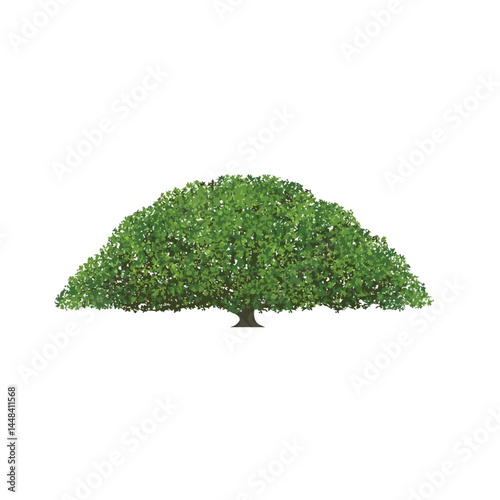 Vector watercolor green tree or forest side view isolated on white background for landscape and architecture drawing,elements for environment or and garden,Shrub for section