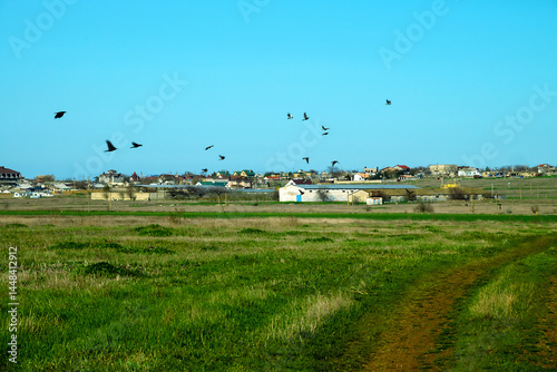 Birds in steppe meadows near village. Flying rooks