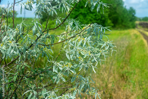 A blooming Russian olive (Elaeagnus angustifolia) tree in a forest strip (shelter belt) among the dry steppe, drought-resistant plant. Gold honey flowers