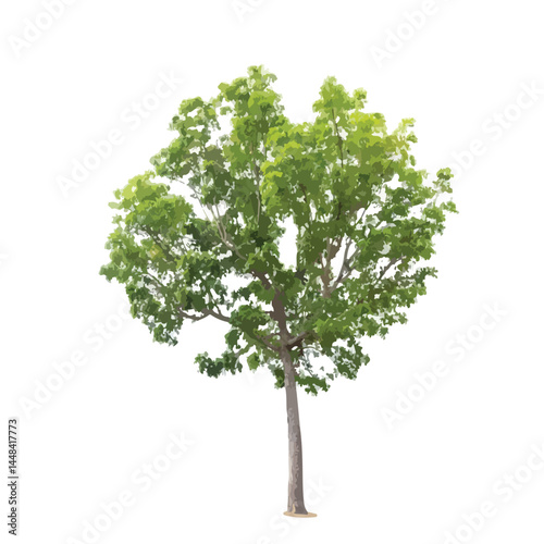 Vector watercolor green tree or forest side view isolated on white background for landscape and architecture drawing,elements for environment or and garden,Shrub for section