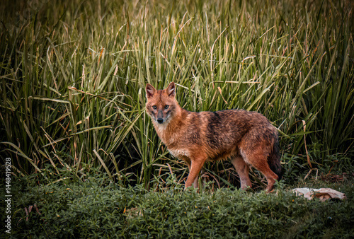Wild Jackal Emerging Through Tall Grass in Natural Habit